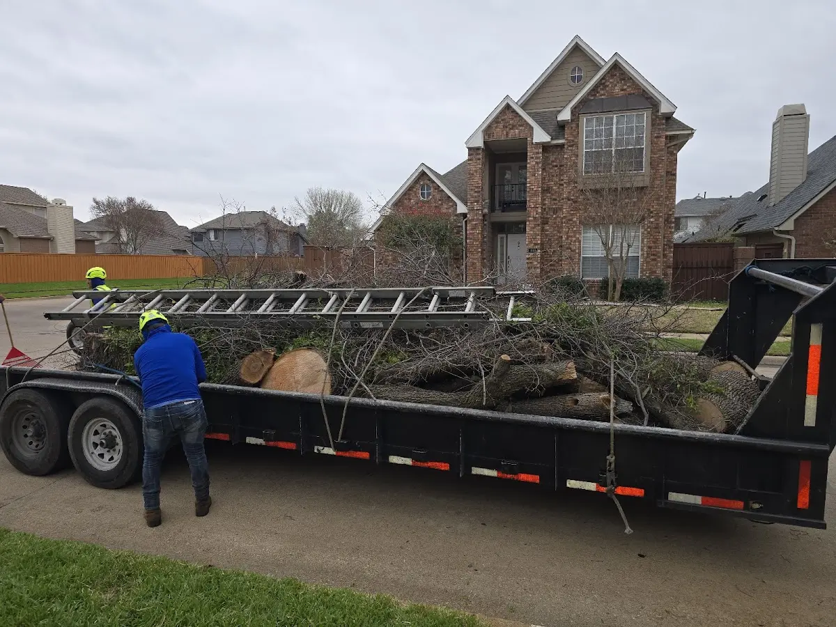 Expert Tree Fertilization with proper safety equipment in Lenora